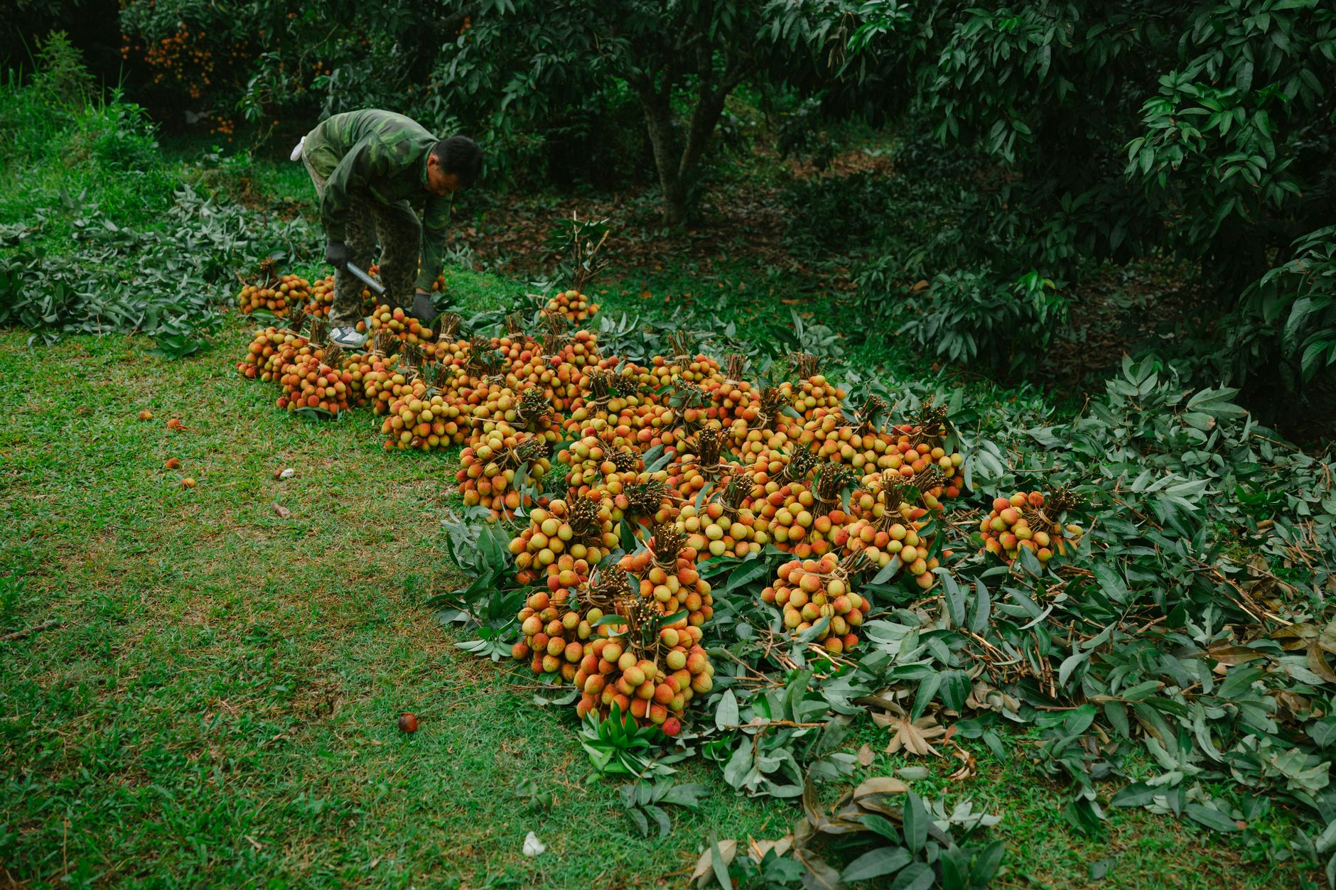 Verger litchi côte Est Madagascar