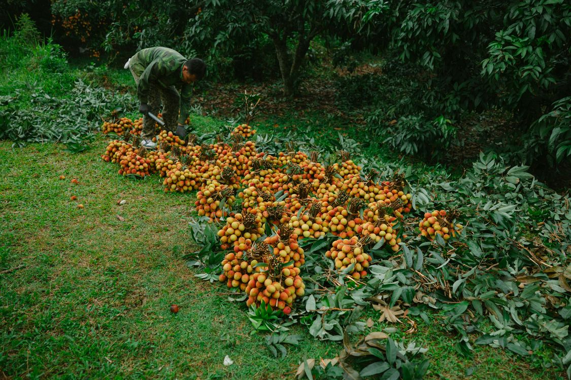 Farmer Harvesting Lychee Fruit In Orchard Free Stock Photo Farmer Harvesting Lychee Fruit In Orchard Free Stock Photo