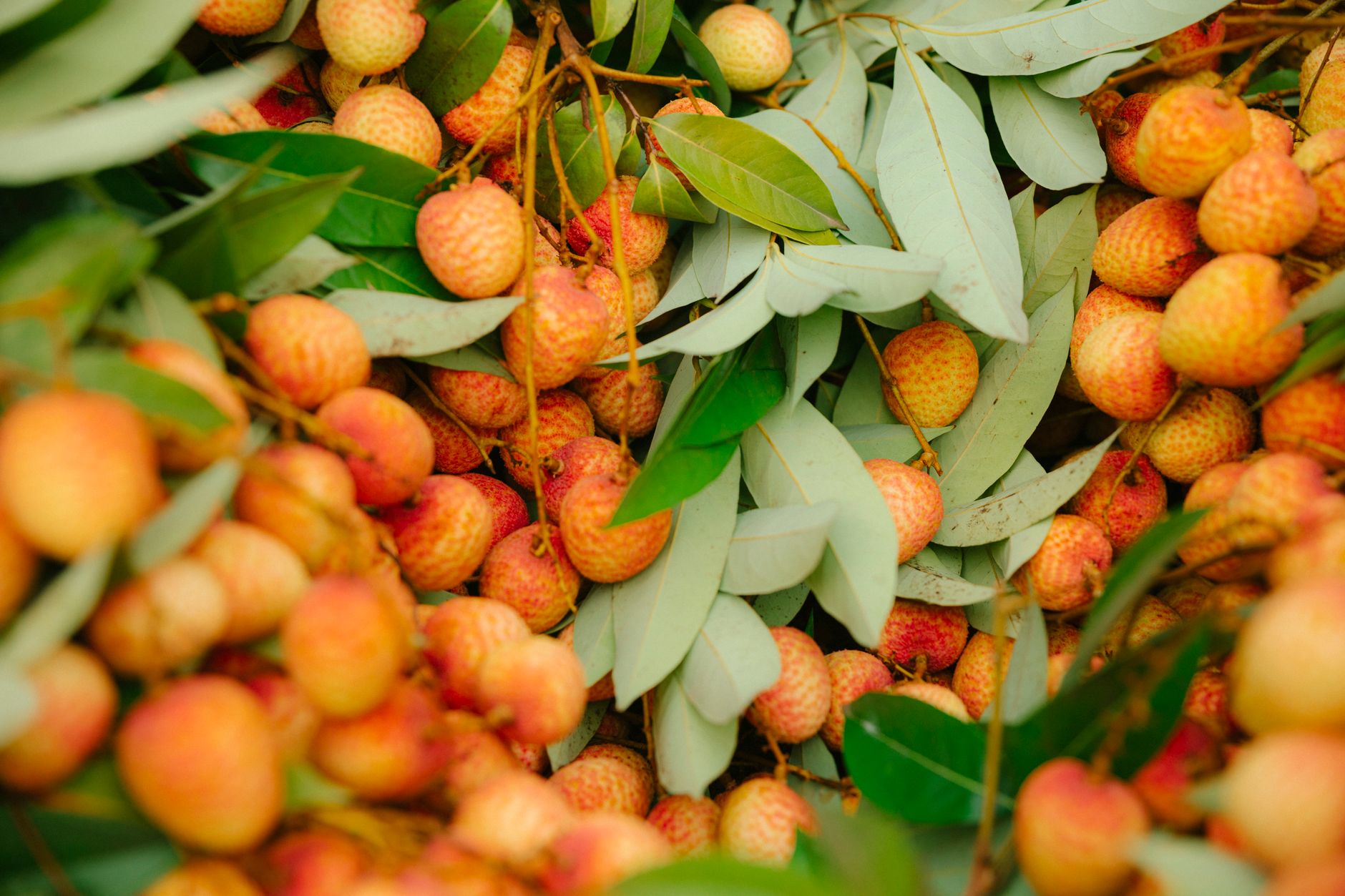 Vibrant red lychee fruits with green leaves in a dynamic, close-up view.