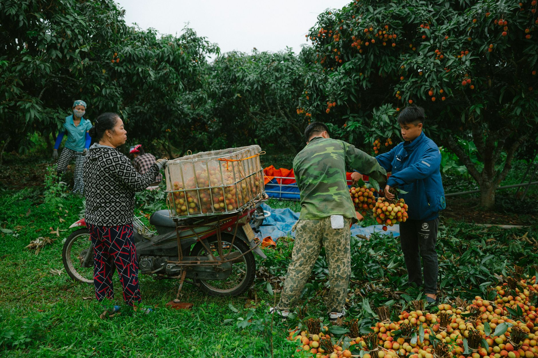 Farmers harvesting ripe lychee fruits in a verdant orchard setting, showcasing rural agricultural life.