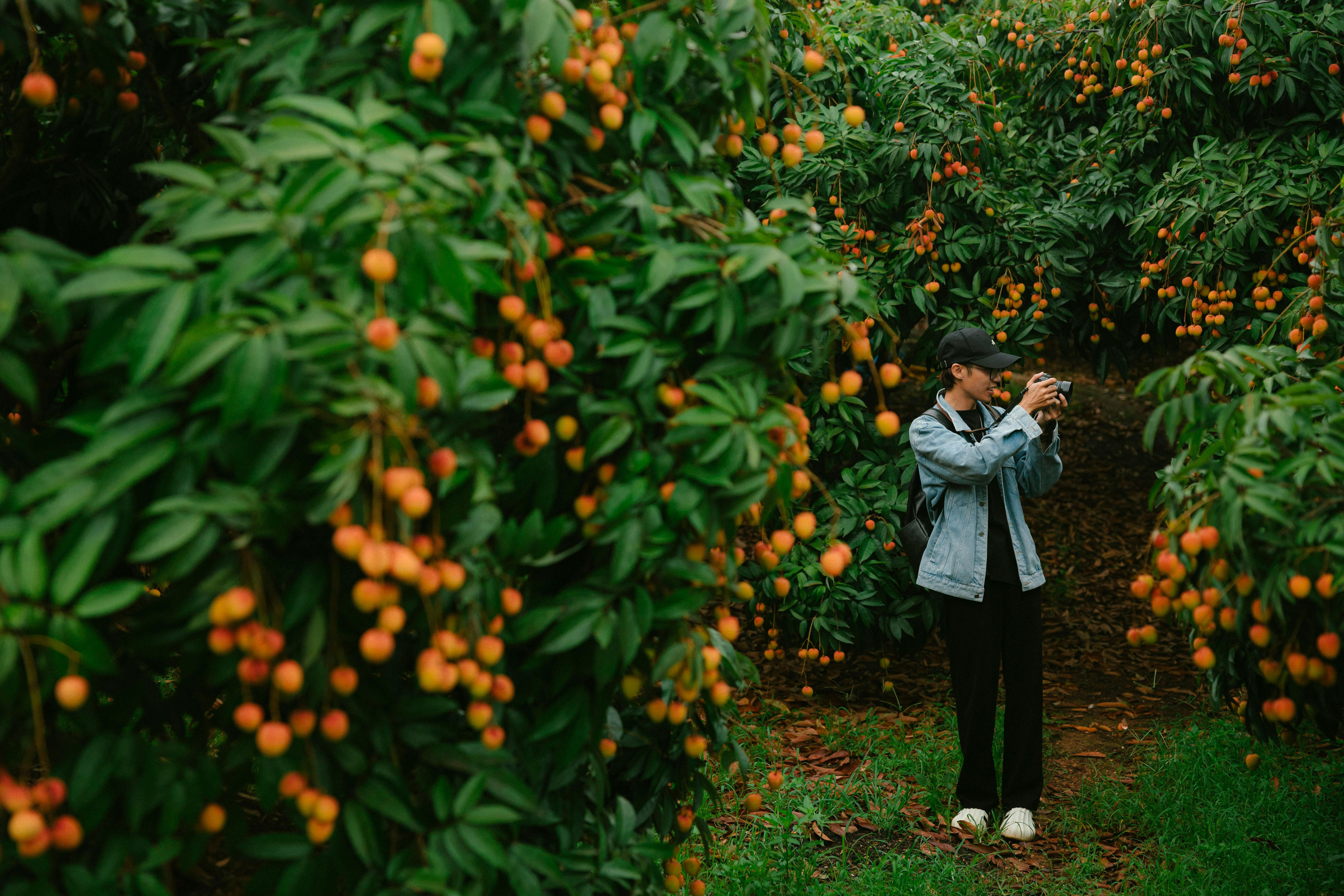 A person photographing vibrant lychee trees in a lush orchard. Capturing natural beauty.