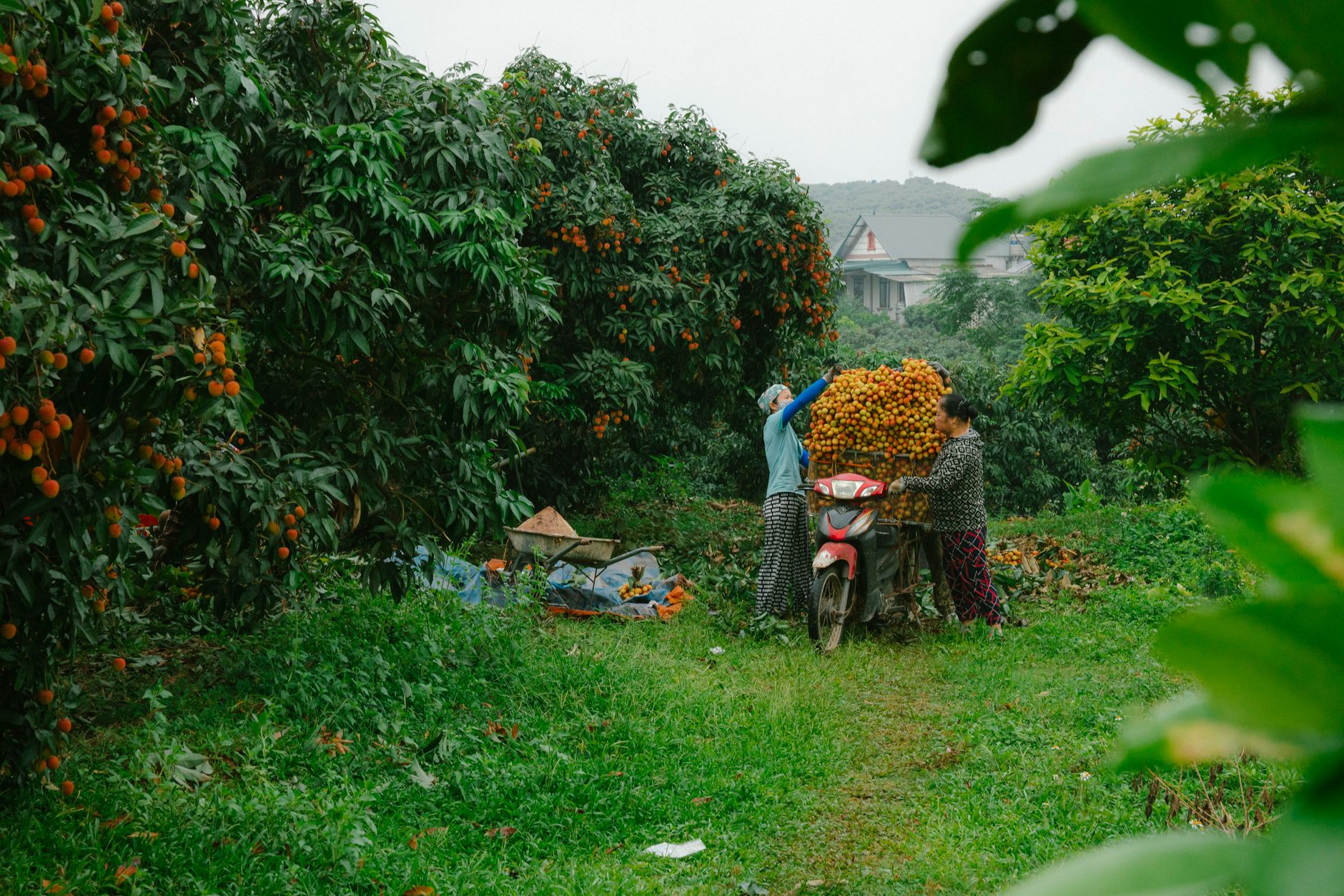 Two farmers collecting ripe lychee fruits in a lush orchard during harvest season.