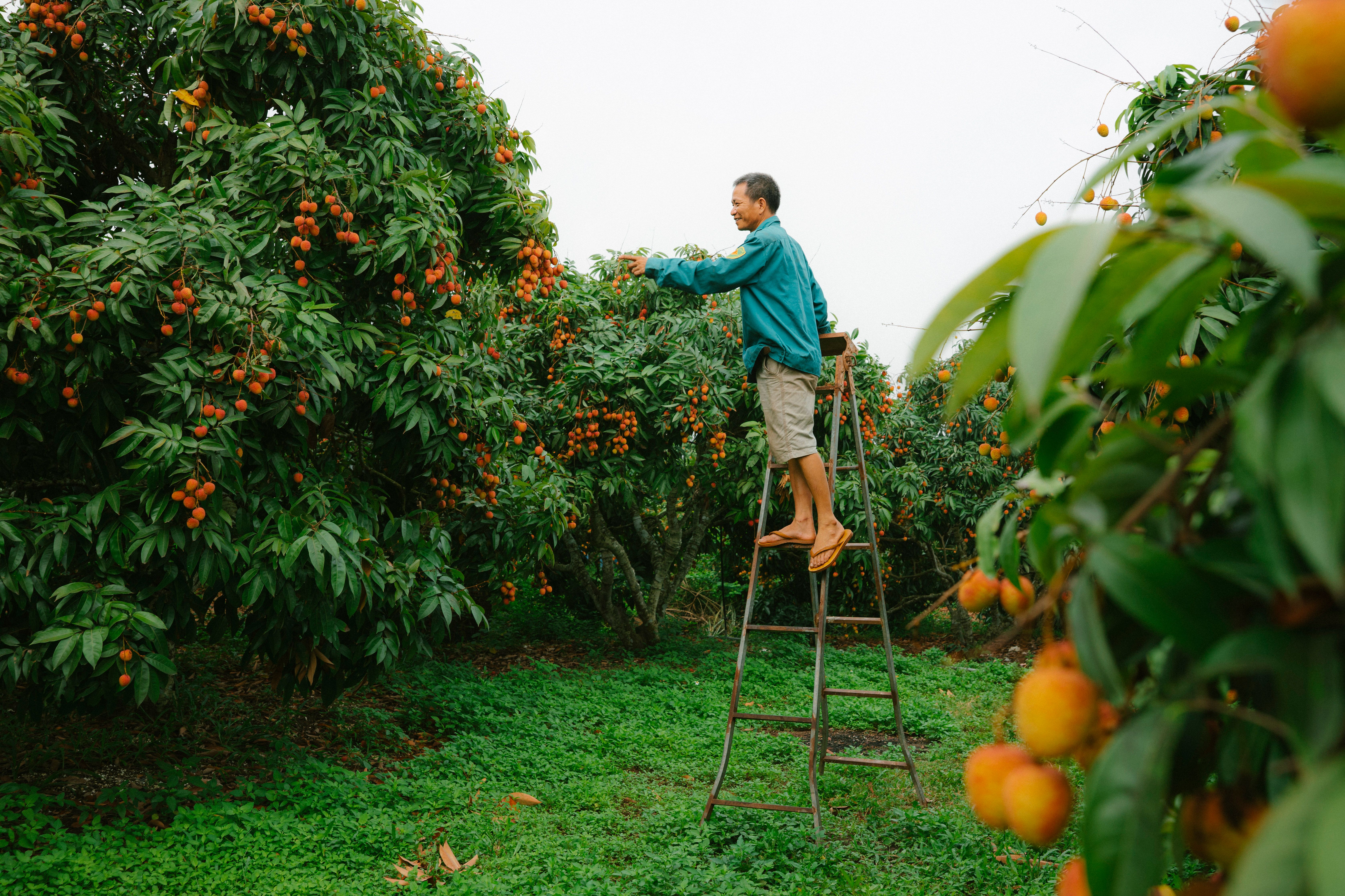 A farmer stands on a ladder picking ripe lychees from lush trees in a green orchard.