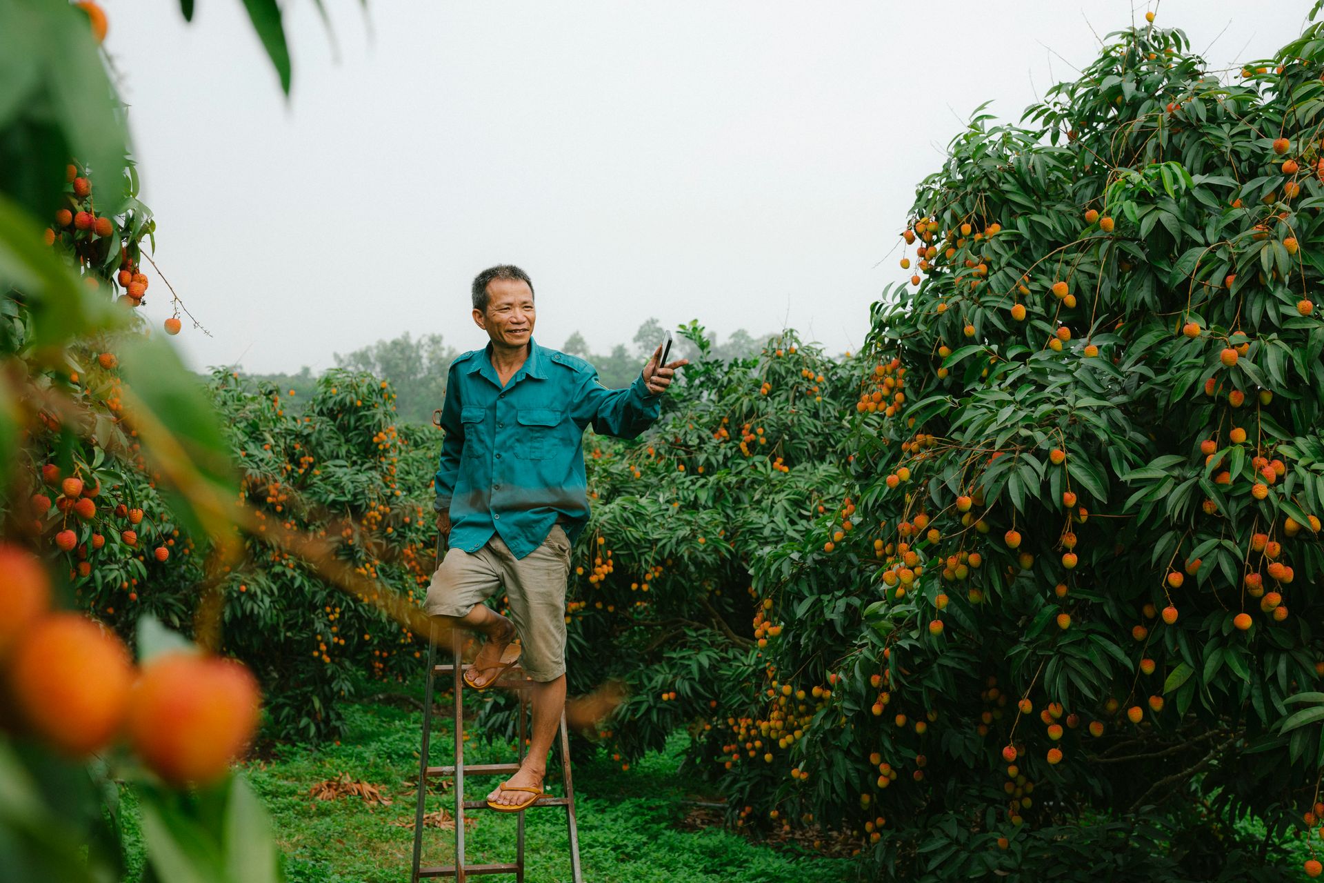 A farmer standing on a ladder in a lush lychee orchard, inspecting the fruit with a smartphone.