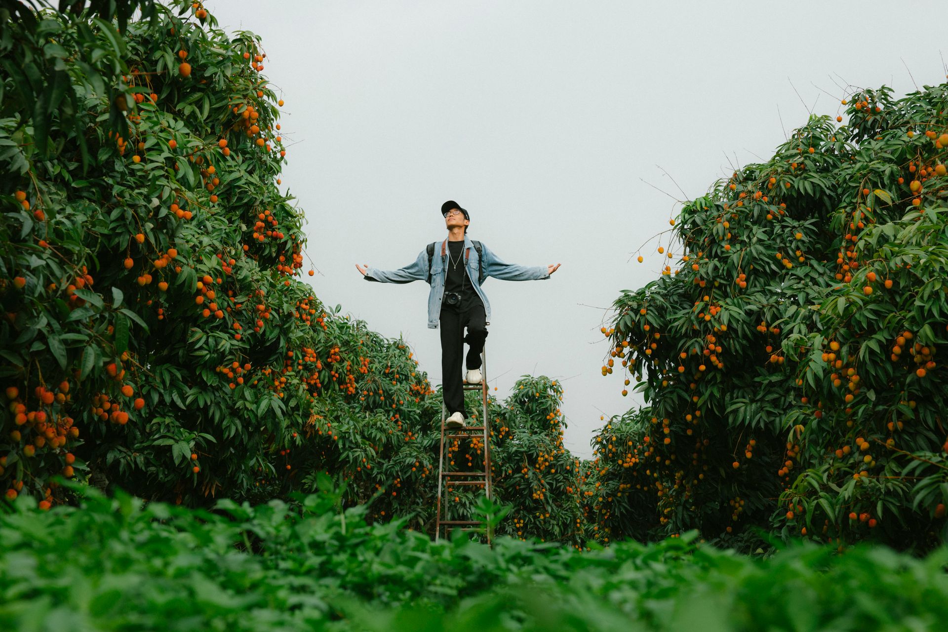 Man standing on ladder in lychee orchard with vibrant fruits. Outdoor farming scene.
