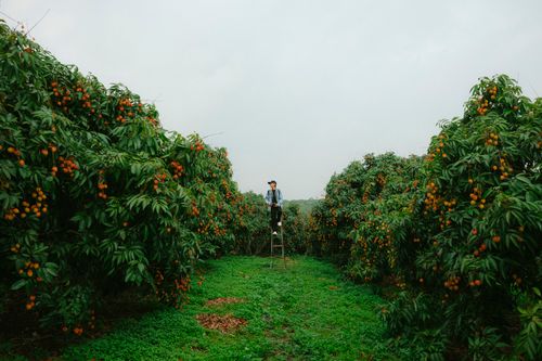 Free A farmer stands on a ladder harvesting ripe lychees in a lush orchard. Stock Photo