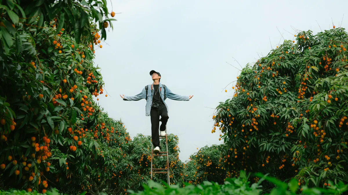 Ahrefs vs Semrush: side‑by‑side feature and pricing comparison for agencies Ahrefs vs Semrush: side‑by‑side feature and pricing comparison for agencies — Man Standing on Ladder in Lush Orchard