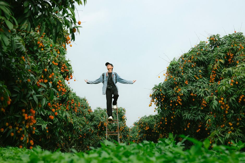 Gardener on a ladder working in a lush fruit tree orchard — plum tree pruning technique in Surrey BC