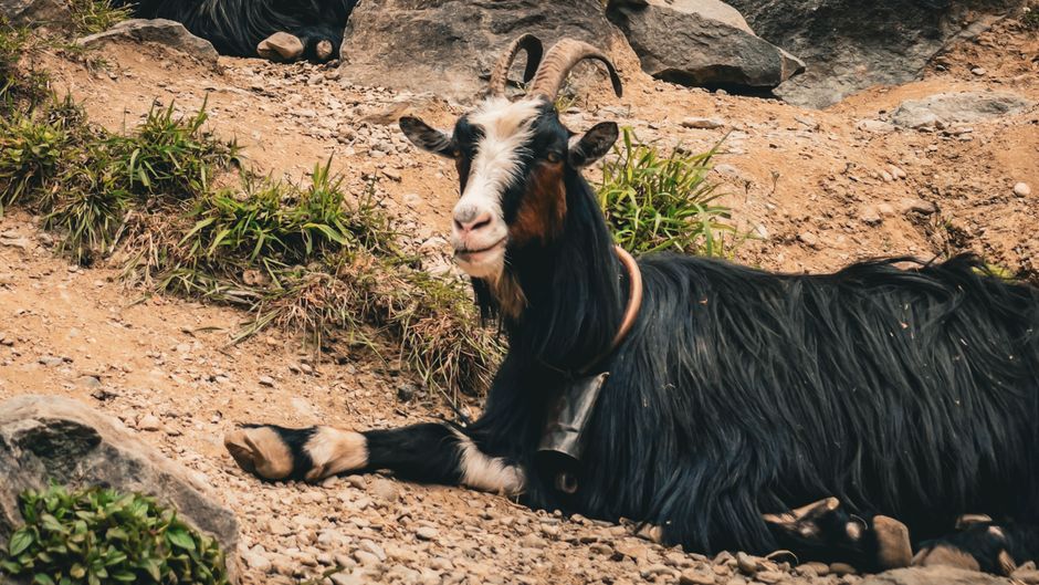 Tongseng Kambing Tongseng Kambing