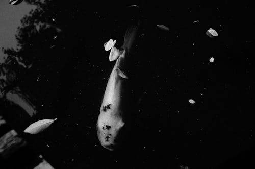 Monochrome Photo of Koi Fish 