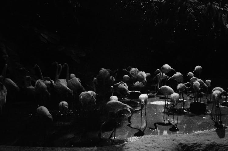 Grayscale Photo Of Flamingos