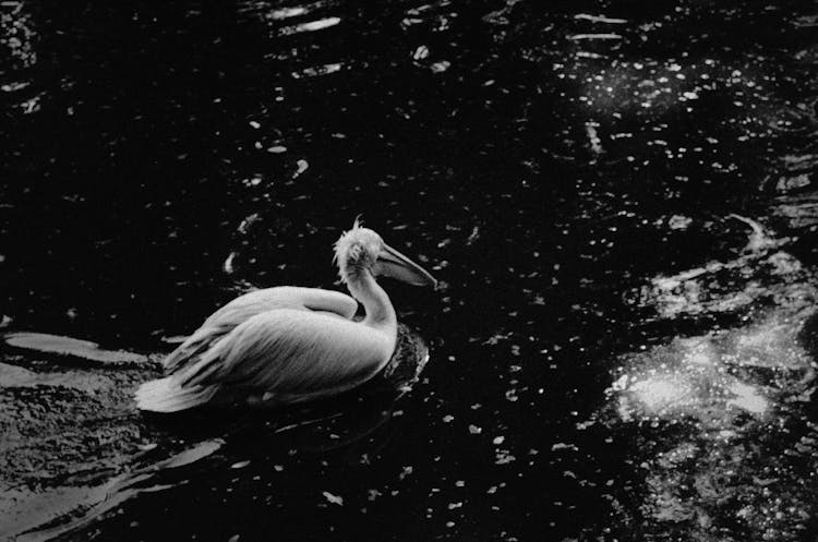 Pelican Bird On Water