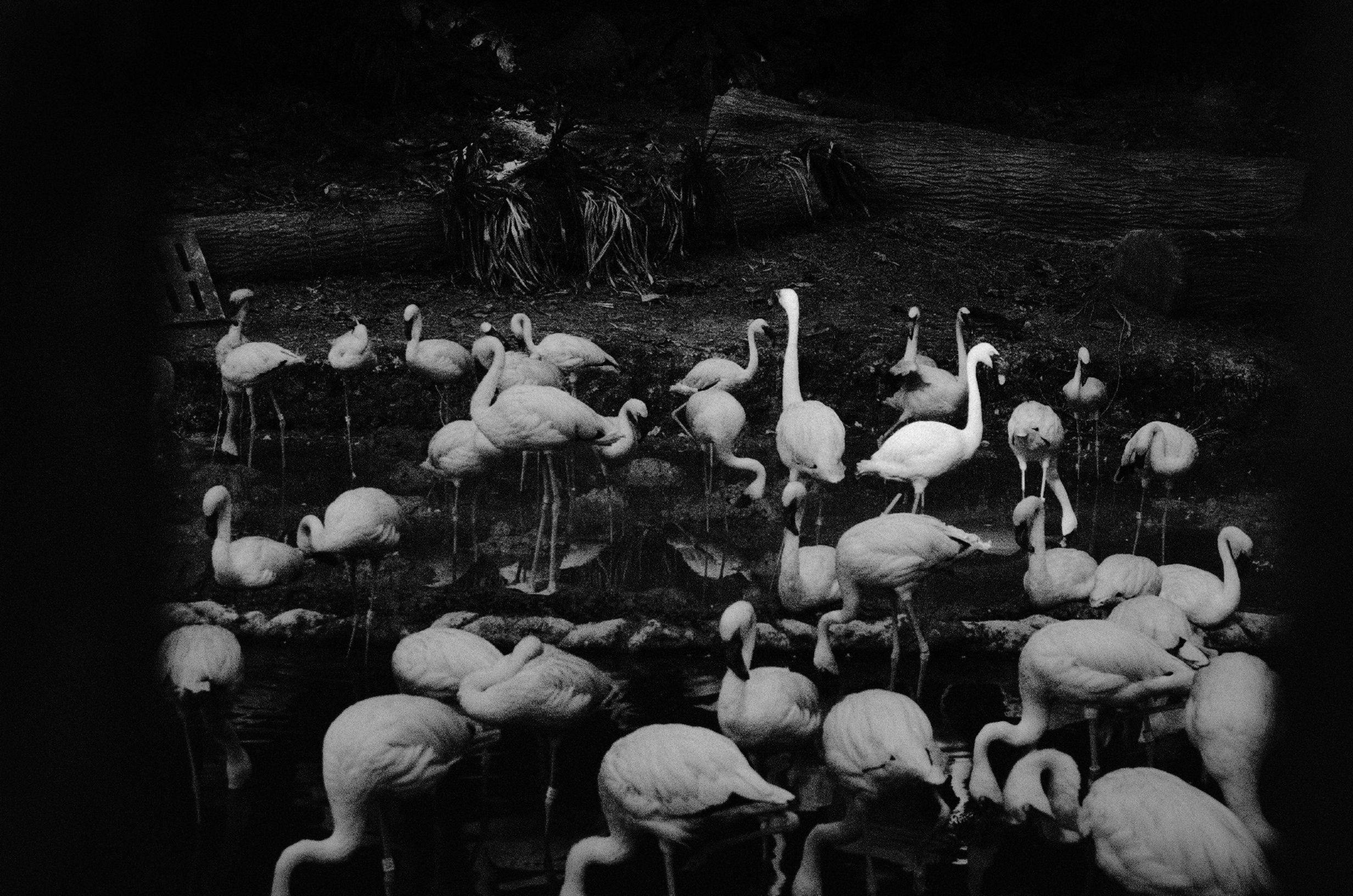 池塘中站着一群火烈鸟的黑白图像，十分迷人