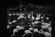 池塘中站着一群火烈鸟的黑白图像，十分迷人