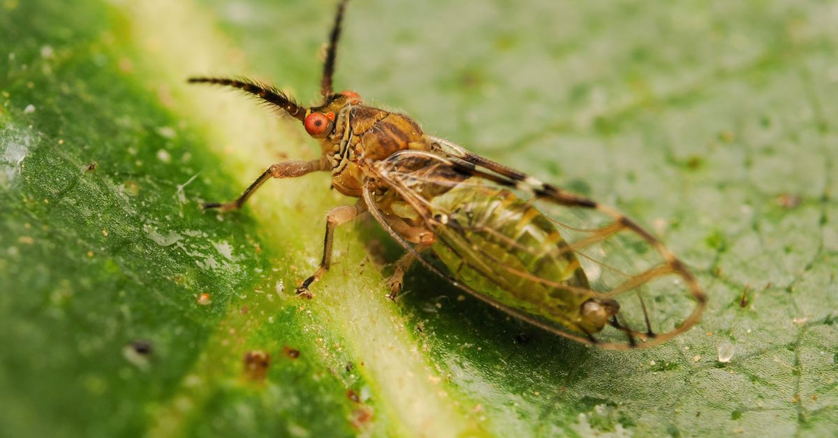 Lid Insect Close-Up of Psyllid Insect on Leaf Surface · Free Stock Photo