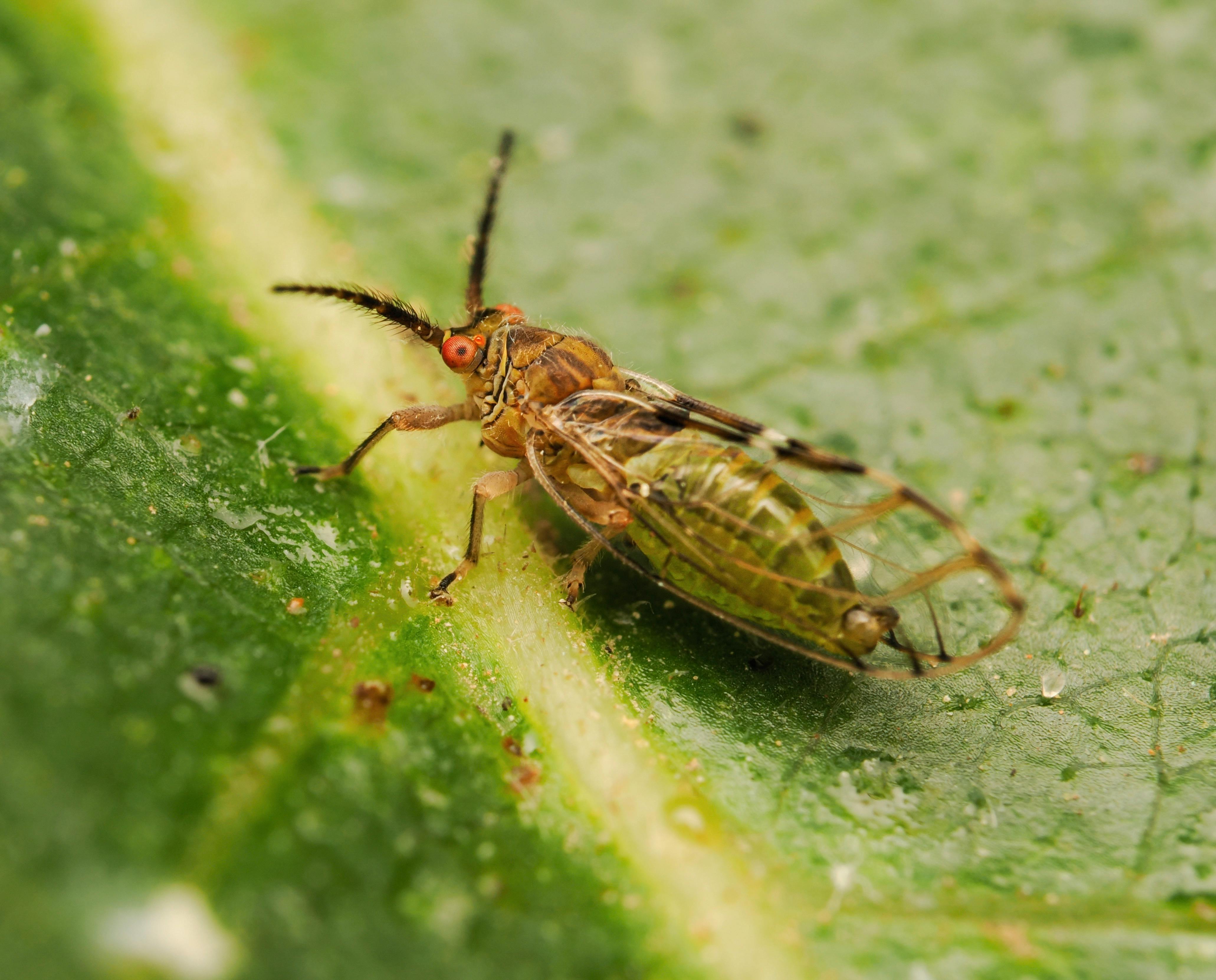 Close-Up of Psyllid Insect on Leaf Surface · Free Stock Photo