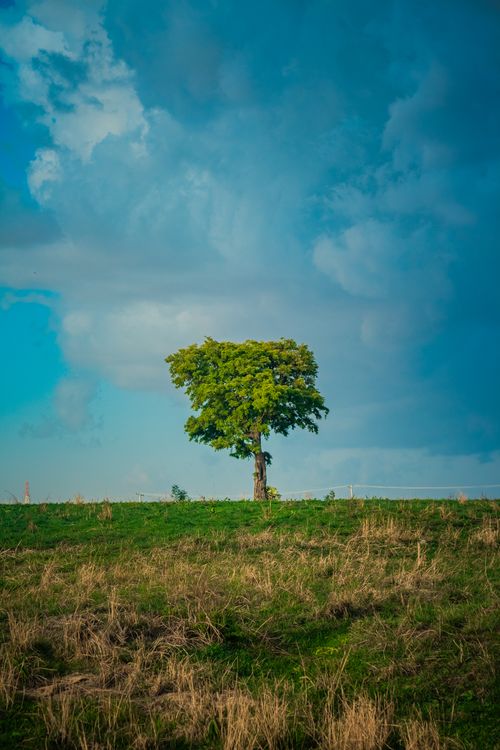 Free A solitary tree stands in an open field beneath a bright blue sky, showcasing nature's solitude and beauty. Stock Photo