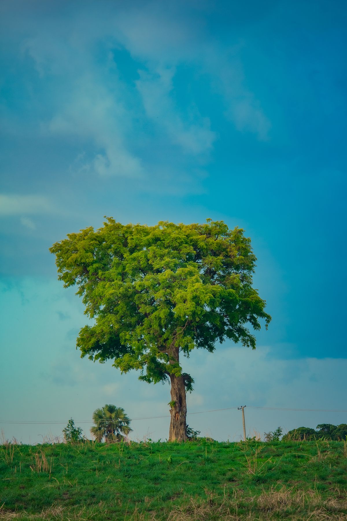 Green Tree on Grass Field Under Calm Blue Sky · Free Stock Photo