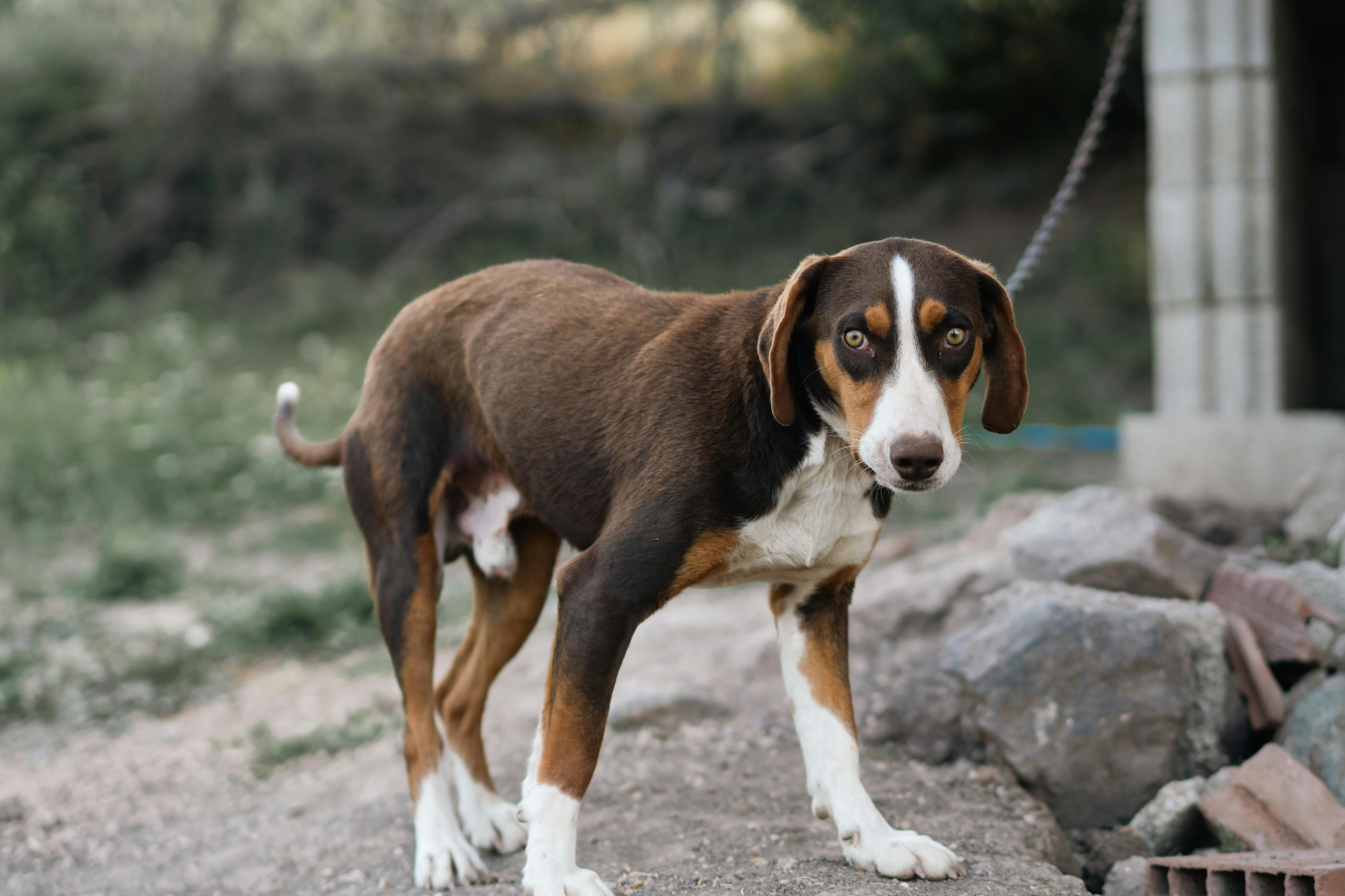 A curious brown and white dog stands on a rocky terrain, gazing intently outdoors.