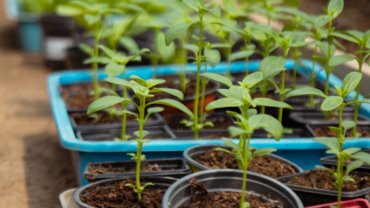 Comment réussir ses semis de légumes dautomne en intérieur