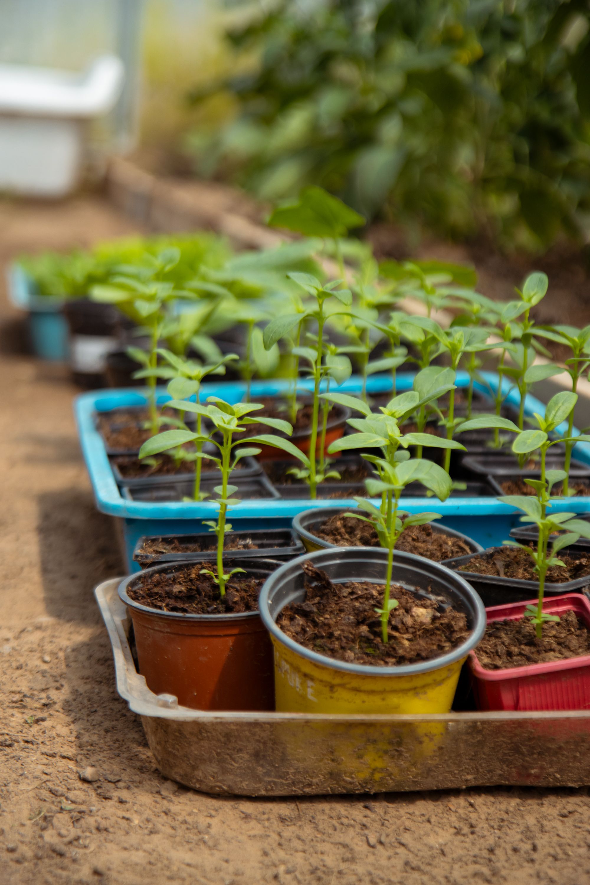 Potted Plants Photos, Download The BEST Free Potted Plants Stock Photos &  HD Images