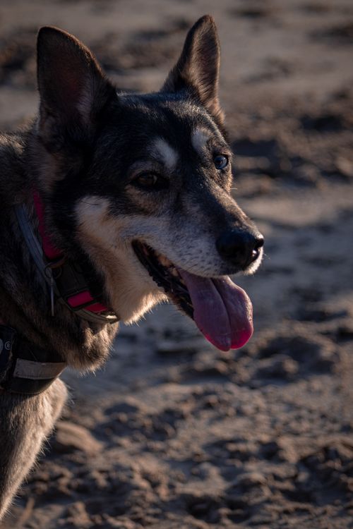 Free A playful dog with tongue out at a sandy beach during sunset. Stock Photo