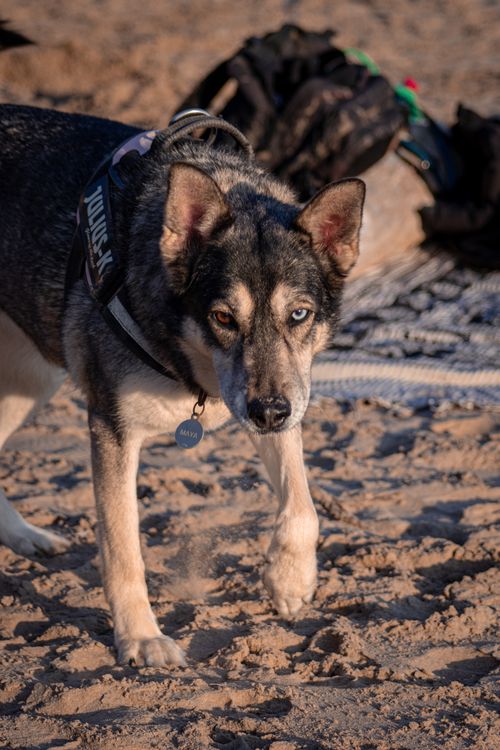 Free Siberian Husky with unique eyes walking on a sandy beach, wearing a harness. Stock Photo