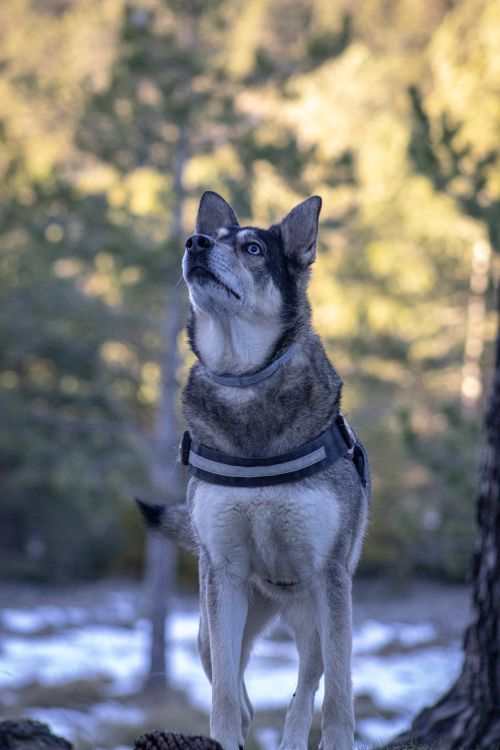 Free A dog in a harness standing alert in a snowy forest setting. Stock Photo