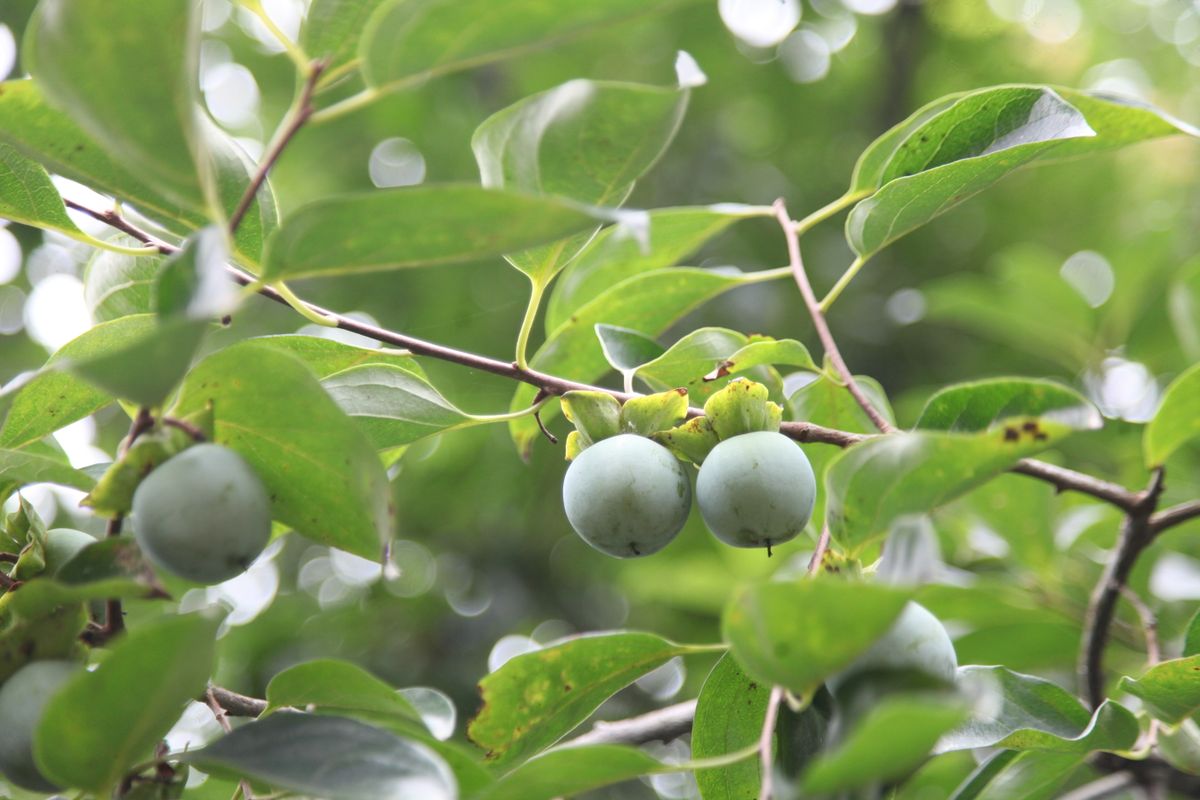 astringence kaki - Comment enlever l'astringence du kaki à la maison ?
