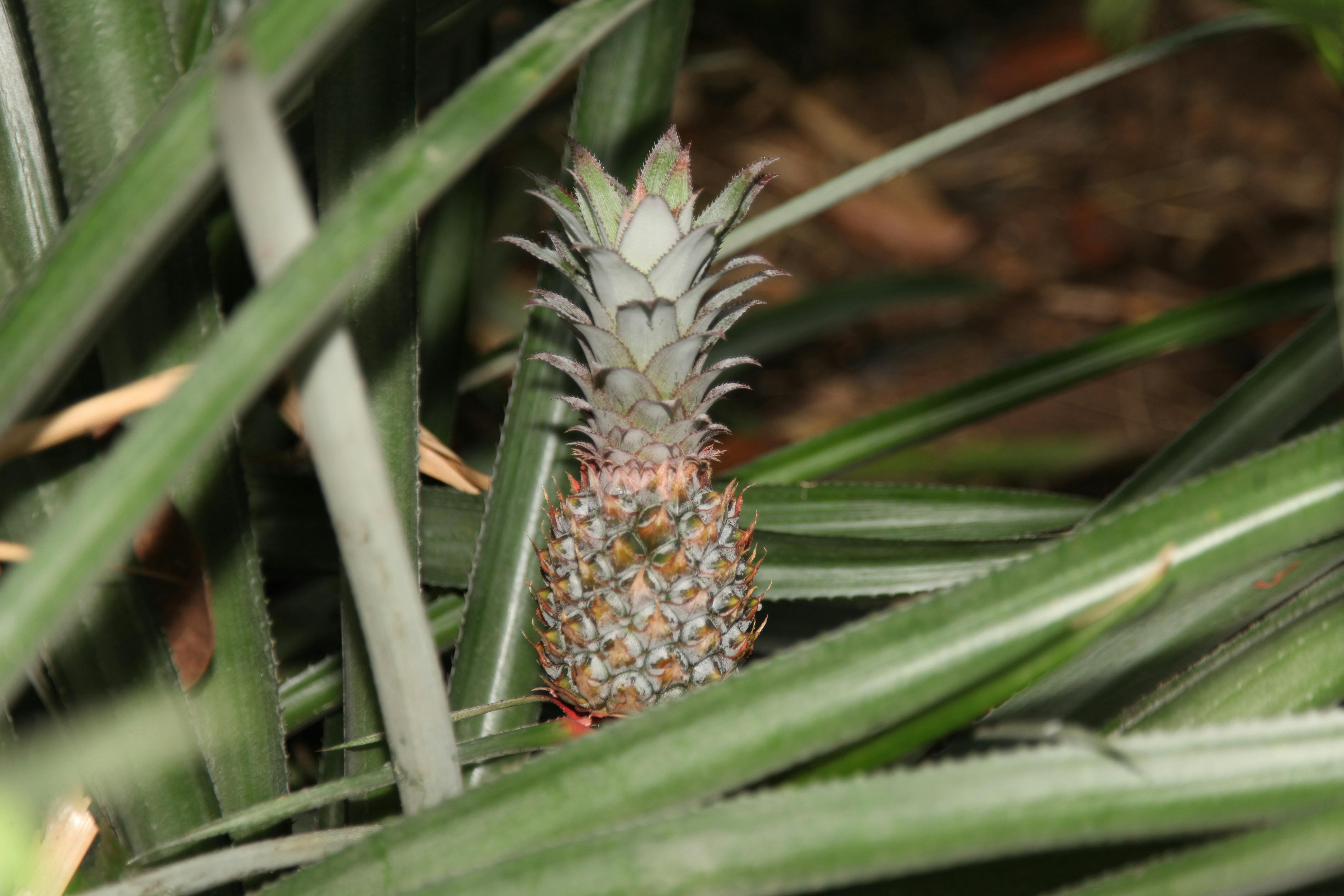 Asal Usul Gudeg: Lebih dari Sekadar Makanan