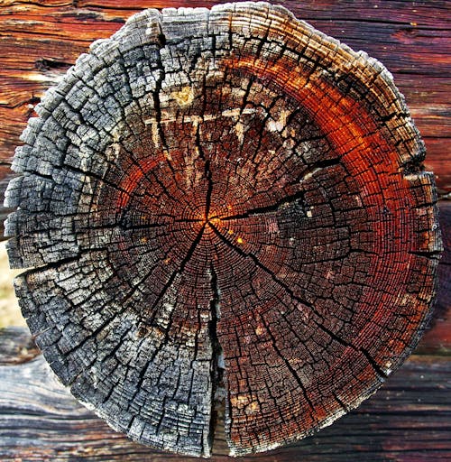 Close-up of Tree Stump