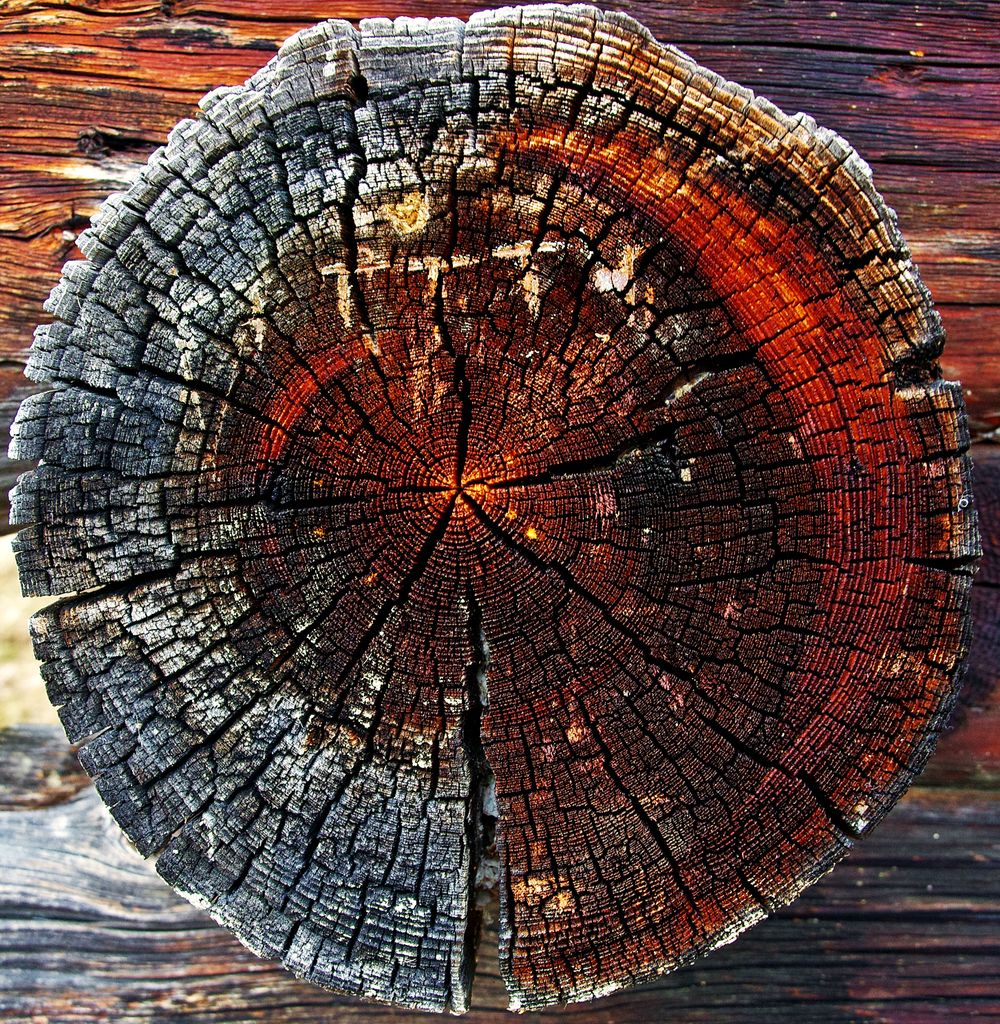 Freshly cut tree stump ready for grinding