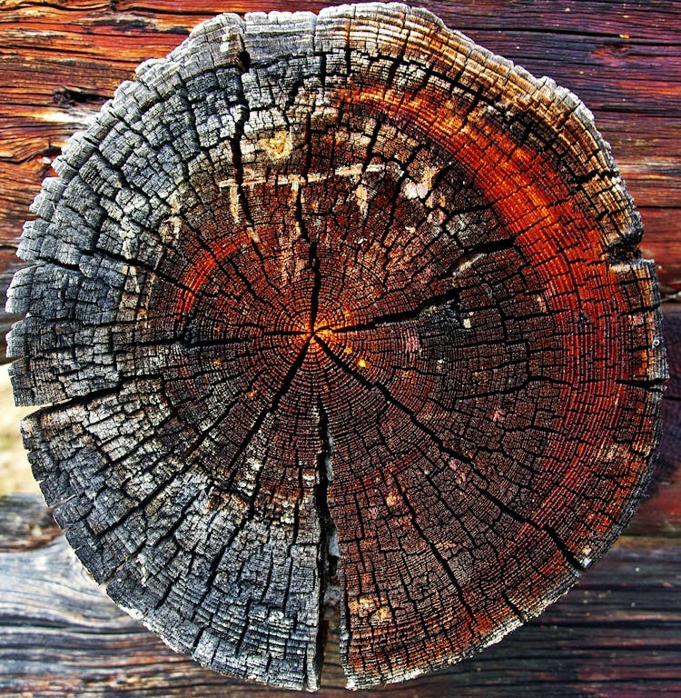 Close-up Of Tree Stump