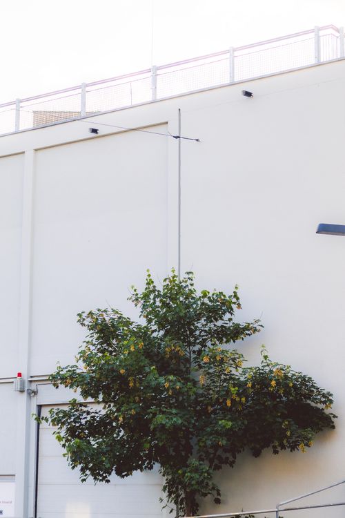 Free A lone tree standing against a white urban building facade in Kassel, Germany. Stock Photo