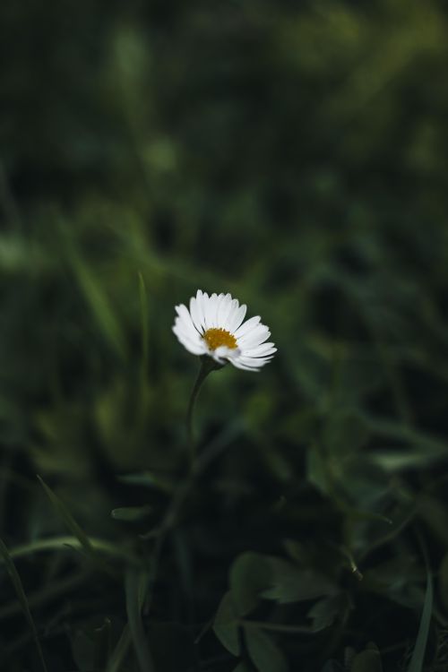Free A serene close-up of a white wildflower against a blurred green background, captured outdoors. Stock Photo