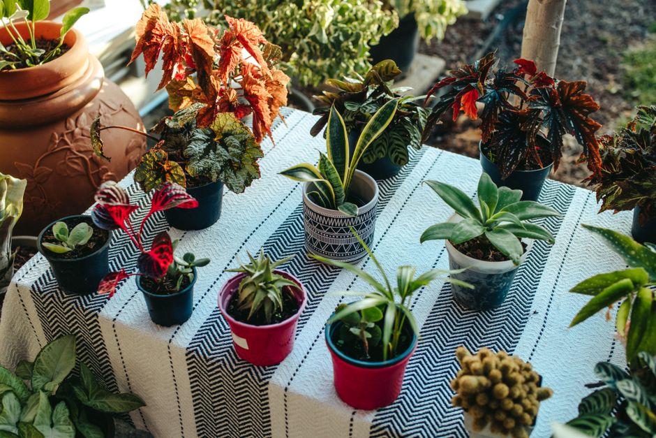 What are the best plants for a renter friendly patio?