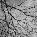 Black and White Reflection of Bare Winter Trees