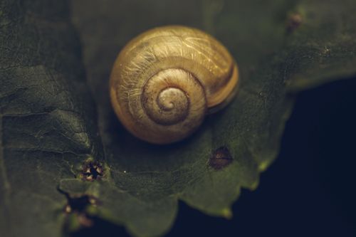 Free Detailed macro image of a snail shell on a green leaf, showcasing natural textures. Stock Photo