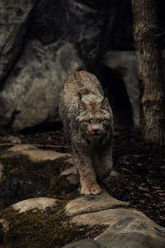 Close-up of a lynx stalking over rocks in a forest habitat, capturing its grace and power.
