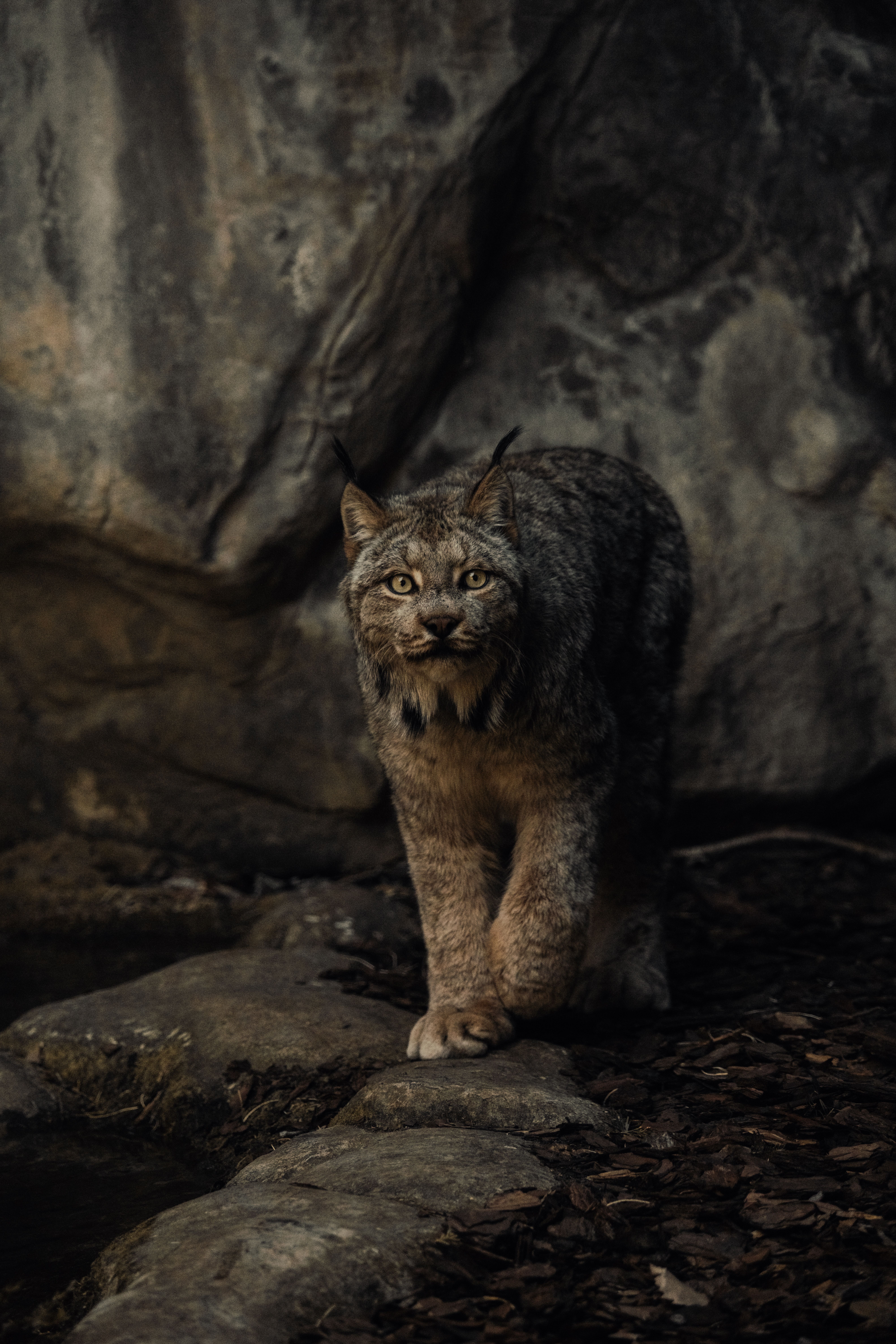 Majestic lynx in rocky wilderness, captured with dramatic lighting.