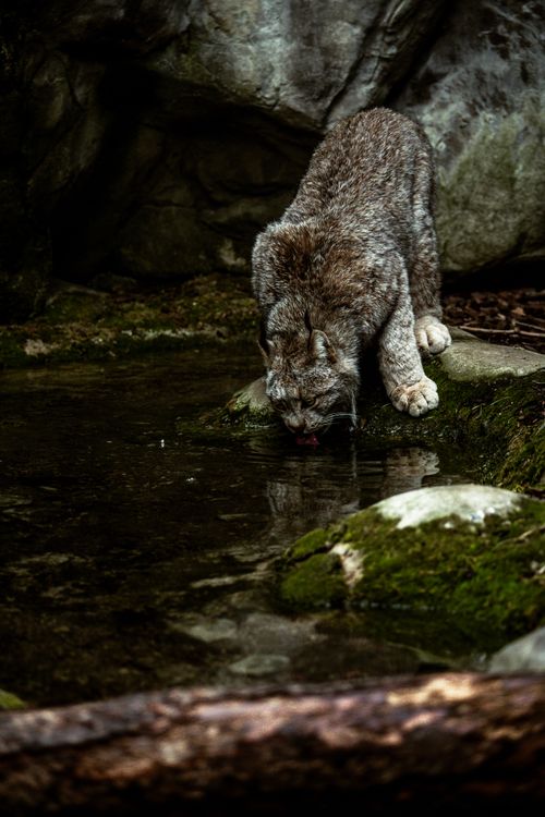 Free Captivating photo of a lynx drinking water at a forest stream, showcasing its natural habitat. Stock Photo