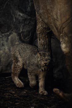 A captivating lynx prowling in its natural forest environment, captured in low light.