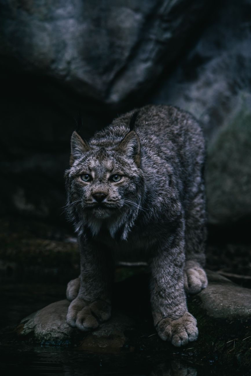 A captivating portrait of a lynx standing on rocks in a shadowy forest, exuding power and grace.