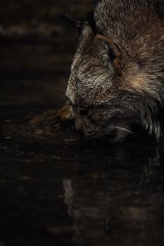 A stunning lynx drinking quietly by a stream, showcasing majestic wildlife in its natural habitat.