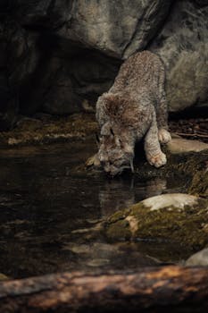 A lynx drinking from a peaceful stream in its natural habitat, showcasing wildlife beauty.