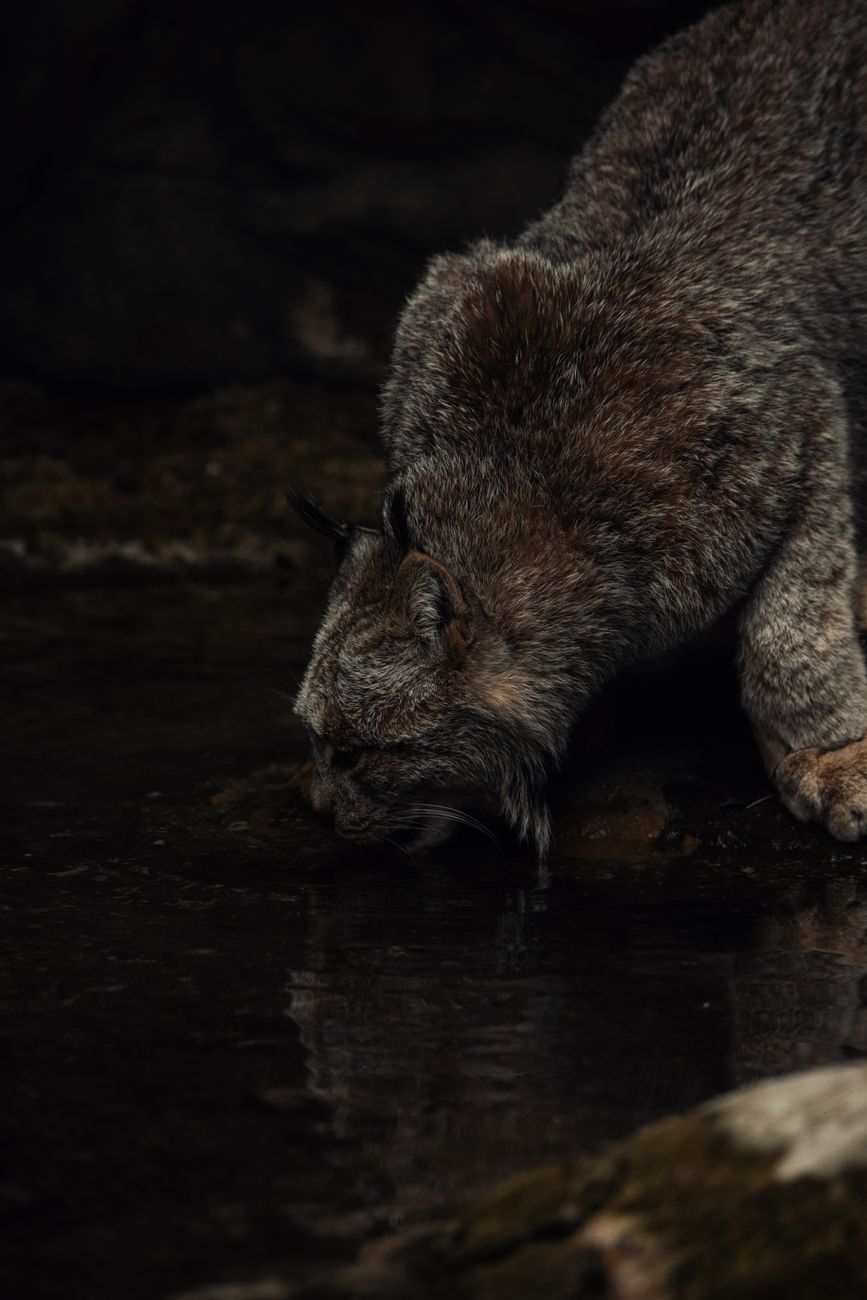 A lynx drinking water from a stream in its natural habitat, captured in soft lighting.