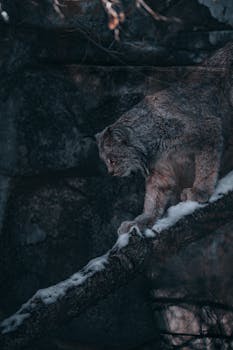 Majestic lynx navigating a snow-covered tree branch in a winter forest.