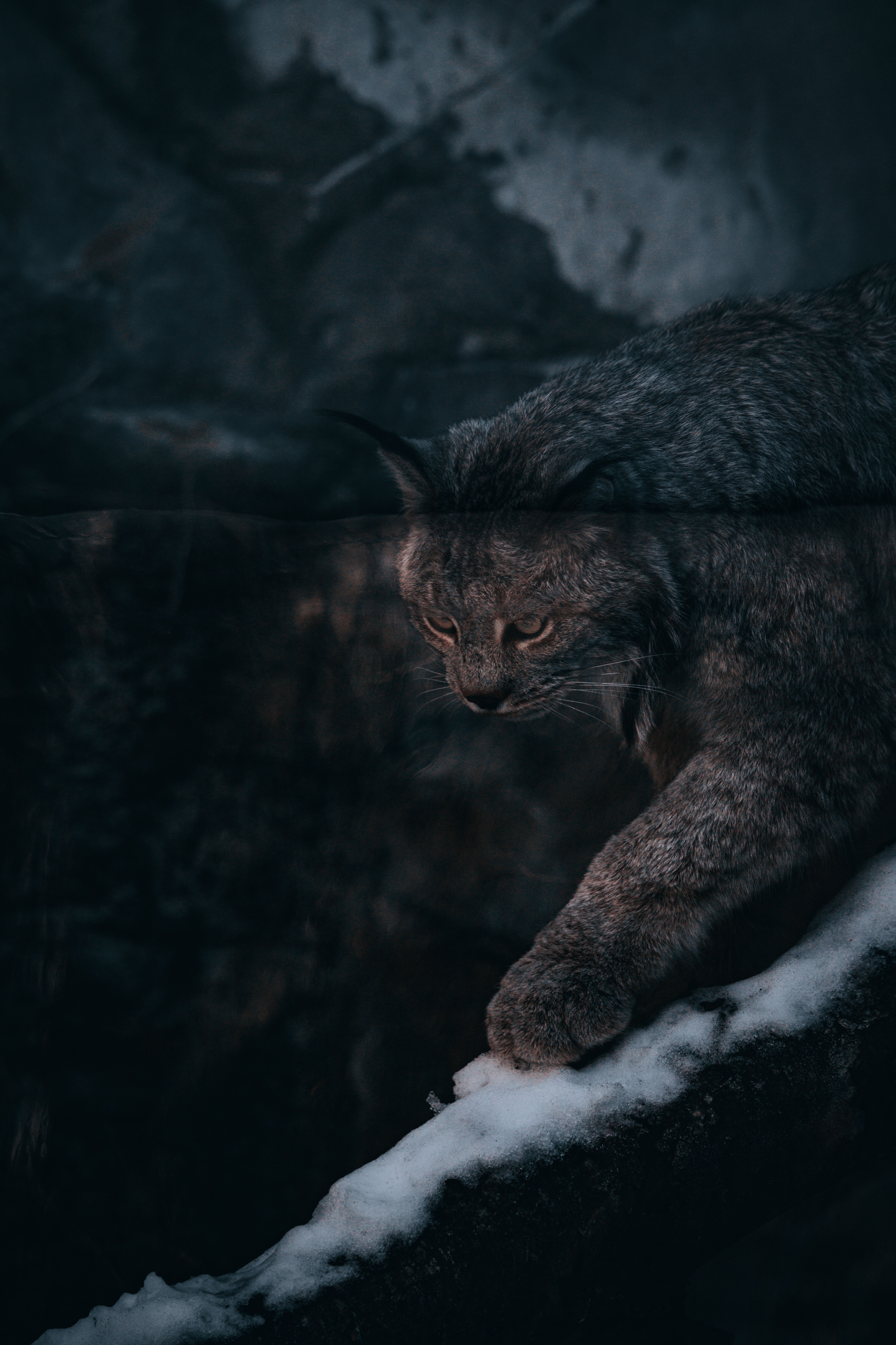 Captivating image of a lynx walking through a winter forest, showcasing its fierce elegance.