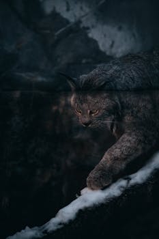 Captivating image of a lynx walking through a winter forest, showcasing its fierce elegance.