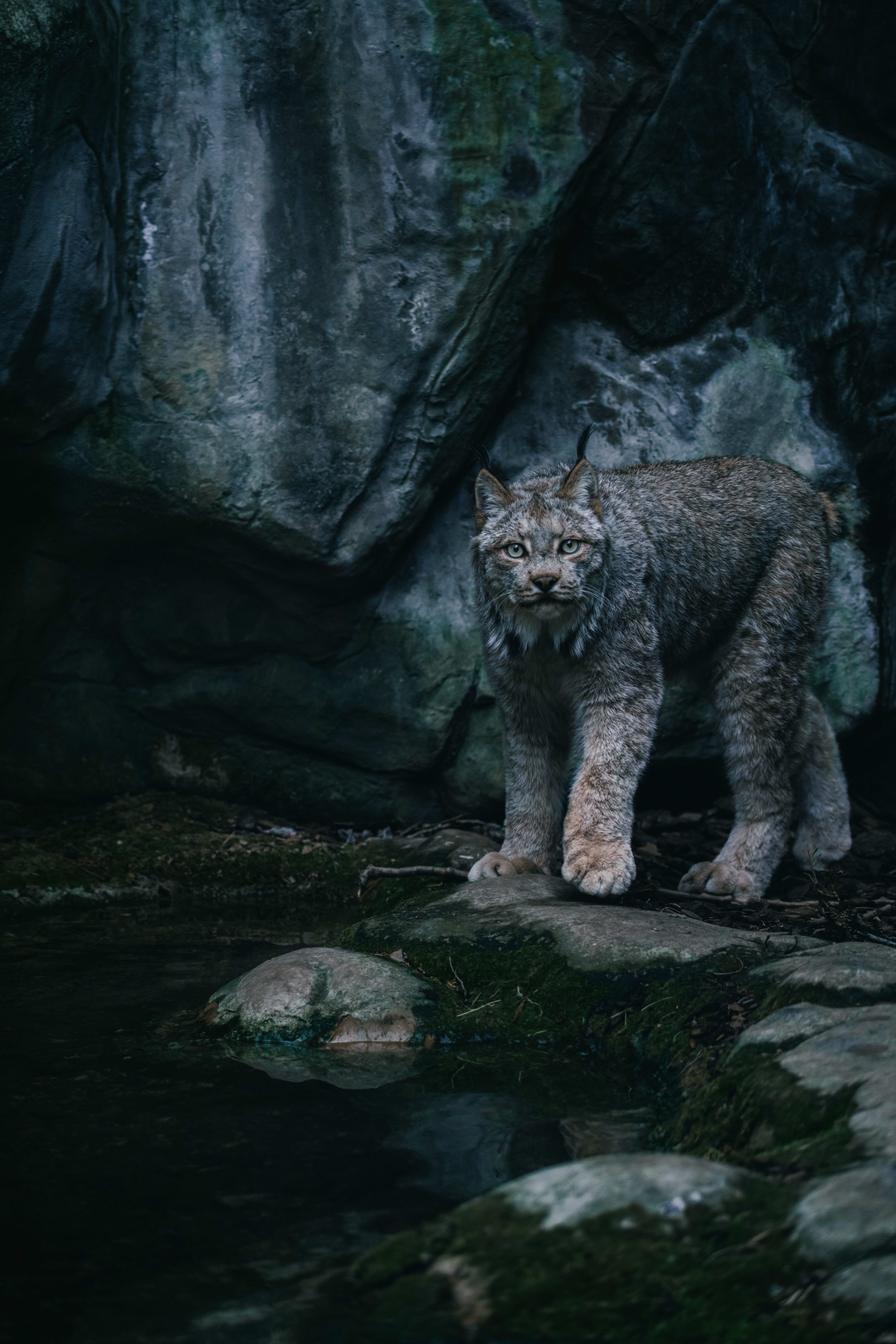 Majestic Lynx in Natural Rocky Habitat · Free Stock Photo